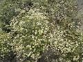 Otostegia persica